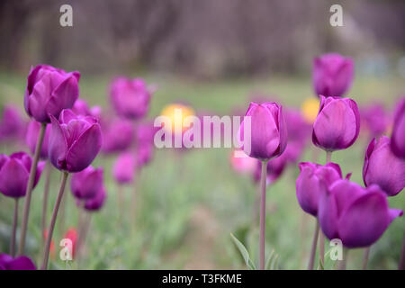 Srinagar, Jammu und Kaschmir, Indien. 9 Apr, 2019. Eine enge Sicht der Tulpen in Blüte bei berühmten Indira Gandhi Memorial Tulip garden, Asiens größte tulip Garten, Sommer in Srinagar, die Hauptstadt der Jammu und Kaschmir. Es ist die größte tulip Garden in Asien verteilt auf einer Fläche von 30 Hektar. Es ist in Siraj Bagh am Fuße des Zabarwan Range. Es ist eine touristische Attraktion in Srinagar. Kredit Idrees: Abbas/SOPA Images/ZUMA Draht/Alamy leben Nachrichten Stockfoto