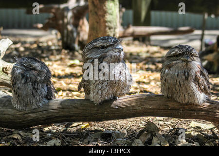 Drei australische frogmouth Eulen sitzen auf dem Zweig, Sydney, Australien Stockfoto