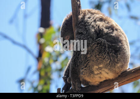 Furry traurig Koalabär von Touristen müde auf dem Zweig, Sydney, Australien Stockfoto