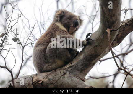 Furry coala tragen Schlafen auf der Filiale, in der Nähe von Melbourne, Australien Stockfoto