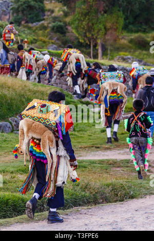 Wandern peruanischen Mann in traditioneller Kleidung mit toten Llama auf der Rückseite, lokale rituelle Zeremonie, Cuzco, Peru Stockfoto