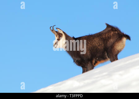 Gämse im Winter in der Tatra - Rupicapra rupicapra Stockfoto