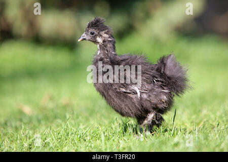 Schwarz seidig Huhn in Bio Bauernhof Stockfoto