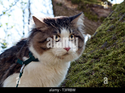 Schöne Katze Kurilian Bobtail Wanderungen im Frühling im Park an der Leine. Pet-Sitzung auf einem Baum, Nahaufnahme portrait. Flauschige Katze bicolor Tabby. Stockfoto