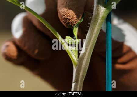 Gärtner kneifen Sie die Sauger auf Tomatenpflanze. Organische im Garten arbeitende , homegrown Essen, Selbstversorgung Konzept. Stockfoto