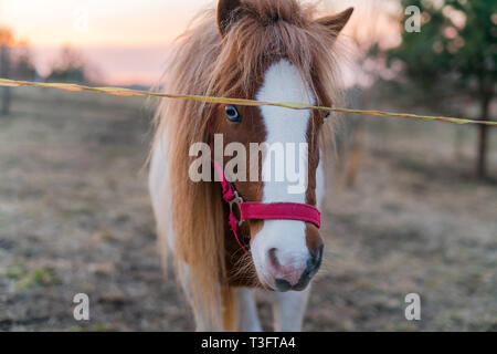 Schönen Stammbaum Horse Portrait außerhalb während des Sonnenuntergangs. Pferd lange bitter in die Kamera schaut und stehen auf dem Ackerland Stockfoto