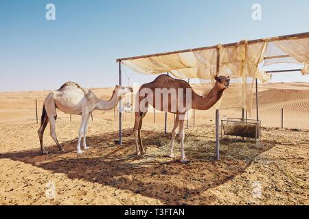 Zwei Kamele der Beduinen Camp gegen Sand Dünen. Whaiba Sands, Oman Stockfoto