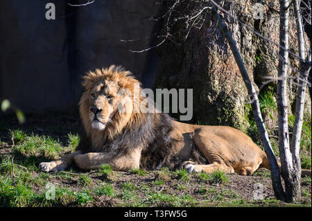 Ein männlicher asiatischer Löwe, der sich in der Sonne erholt Stockfoto