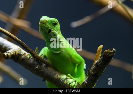 Ein grüner Lau-Leguan, der auf einem Ast sitzt Stockfoto