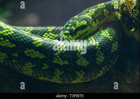 Eine Pythonschlange mit grünem Teppich, die auf einem Ast ruht Stockfoto