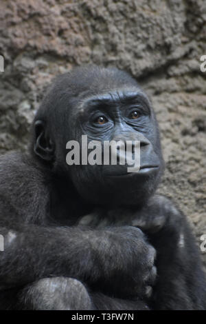 Baby Silverback Gorilla mit süßen Gesicht. Stockfoto