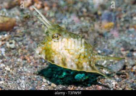 Longhorn cowfish [Lactoria cornuta]. Rinca, Komodo National Park, Indonesia. Indo-West Pazifik. Stockfoto