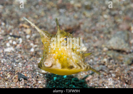 Longhorn cowfish [Lactoria cornuta]. Rinca, Komodo National Park, Indonesia. Indo-West Pazifik. Stockfoto