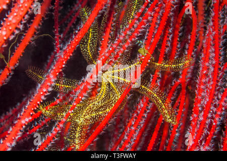 Featherstar auf einem Gorgonien Korallen. West Papua, Indonesien. Indo-West Pazifik. Stockfoto