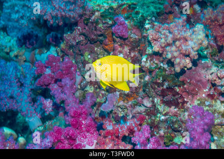 Golden Dirne [Amblyglyphidodon aureus] mit einem Korallenriff Wand in Weichkorallen bedeckt. Andaman Sea, Thailand. Stockfoto