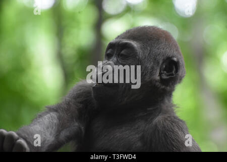 Junge gorilla Suchen adorable, während Sie ein lustiges Gesicht. Stockfoto