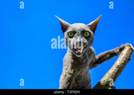 Cornish Rex Katze Rasse auf dem Zweig auf dem blauen Himmel Hintergrund Stockfoto