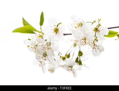 Sweet cherry Blume auf weißem Hintergrund Stockfoto