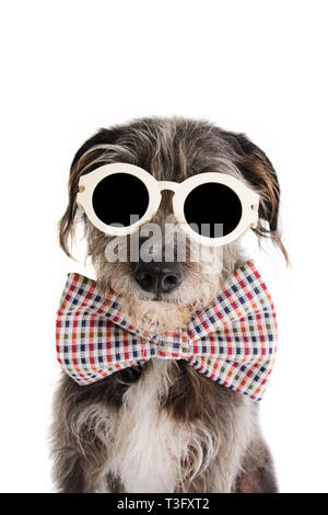 PORTRAIT eleganter Hund feiert Geburtstag, VATERTAG ODER JUBILÄUM TRAGEN VINTAGE KARIERTE SCHLEIFE BINDEN UND AUGE Sonnenbrille. Auf Rückseite weiß, isoliert Stockfoto