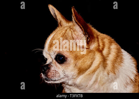 Profil der Hund auf schwarzem Hintergrund. Ein Hund der Rasse Chihuahua. Glatten Haaren, Rot. Er schaut nach links. Sie können sehen, den Kopf, Ohren, Augen Stockfoto