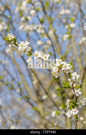 Ein Zweig der Weißdorn mit schönen weißen Blüten an einem sonnigen Tag im Frühjahr mit blauen Himmel im Hintergrund. Stockfoto