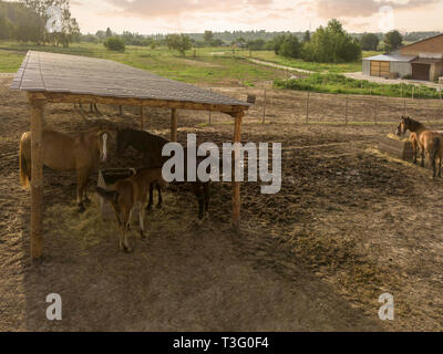 Pferde essen frisches Heu von einer hölzernen Kiste auf einem Bauernhof im Sommer. Landwirtschaft Stockfoto