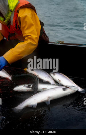 Live Lachs warten, der bei der Ernte auf einer Fischzucht in den schottischen Highlands versandt werden sollen, Großbritannien Stockfoto