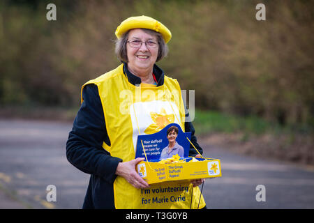 Dame im Rahmen der Großen Narzisse Appell für Marie Curie Nächstenliebe im März Stockfoto