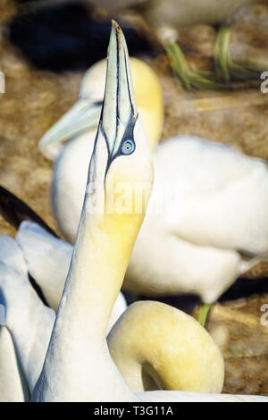 Gannett Vögel im Bonaventure Island, in der Nähe von Perce, an der Spitze der Halbinsel Gaspé, Quebec, Kanada Stockfoto