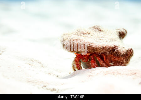 Klein weiß gefleckte Einsiedlerkrebs,, Dardanus megistos, in Sand getarnt Stockfoto