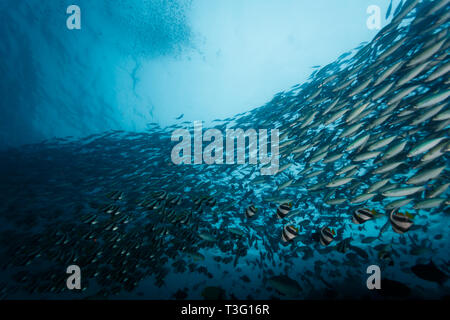 Maurische idol Fische schwimmen mit großen Augen, Junge, Barracuda, blau, Fisch, Sphyraena forsteri, Sphyraenidae, in der großen Schule Stockfoto