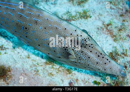 Nahaufnahme von Kopf und Seite der Datei Fisch, Scrawled Filefish, Aluterus Skriptingunterbrechung, über dem sandigen Meeresboden Stockfoto