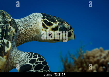 Nahaufnahme der Seite der Hawksbill-Schildkröte, Eretmochelys imbricata, Kopf und geschlossener Schnabelmund Stockfoto