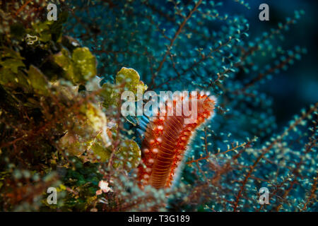 Bärtige Feuer Hermodice carunculata, Wurm, versteckt in den Tentakeln der Coral Verzweigung Stockfoto