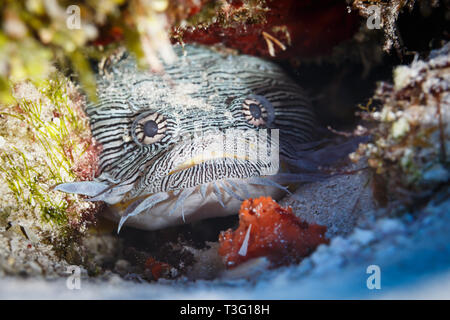 Prächtige Krötenfisch, Sanopus splendidus, versteckt in Red Coral Stockfoto