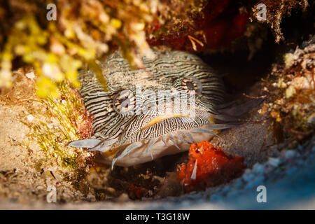 Prächtige Krötenfisch, Sanopus splendidus, versteckt sich im Coral Stockfoto