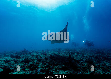 Unterwasser-Kameramann fotografiert riesige Manatarochen, Mobula alfredi, die entlang des Korallenriffs schwimmen. Stockfoto