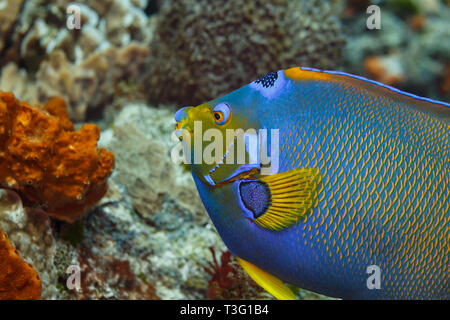 Nahaufnahme der Seite eines blauen Engelsfisches, Holacanthus ciliaris, mit gelbem Schwanz und Flosse Stockfoto