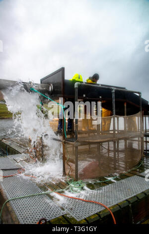 Shute vacumning der Lachs von ihren Federn in den Sortieranlagen für Ernte, Fischzucht, Schottland, UK Stockfoto