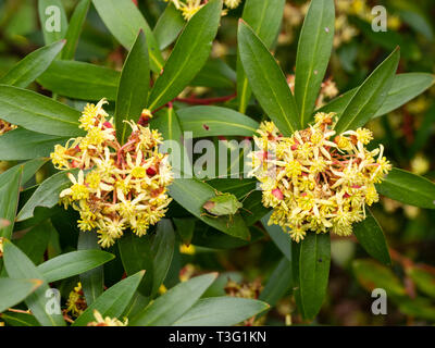 Kleine gelbe Blüten im Frühling blühenden Tasmanischer Berg Pfeffer Bush, Tasmannia Integrifolia Stockfoto