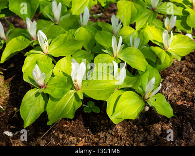 Weiß blühenden Form der riesigen Trillium, Trillium chloropetalum, es ist vergänglich Frühling Anzeige Stockfoto