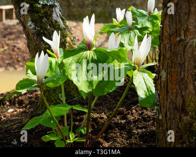 Weiß blühenden Form der riesigen Trillium, Trillium chloropetalum, es ist vergänglich Frühling Anzeige Stockfoto