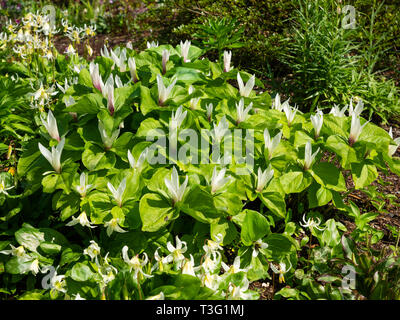 Weiß blühenden Form der riesigen Trillium, Trillium chloropetalum, es ist vergänglich Frühling Anzeige Stockfoto