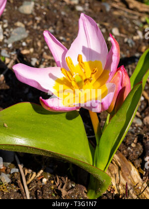Blumen und Laub der Frühling botanischen Tulpen, Tulipa Bakeri saxatalis (Gruppe) 'Lilac Wonder' Stockfoto