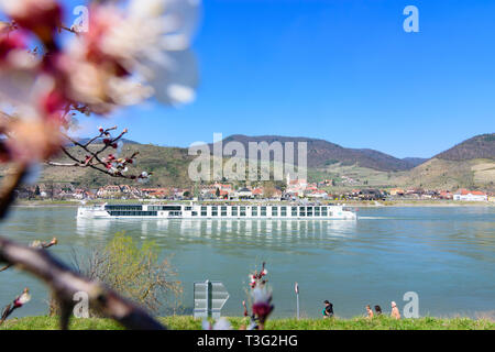 Spitz: Marille (Aprikose) Bäume blühen, Marillenblüte, Blick auf die Stadt Spitz, Donau (Donau), Kreuzfahrt Schiff in der Wachau, Niederösterreich, untere Austri Stockfoto