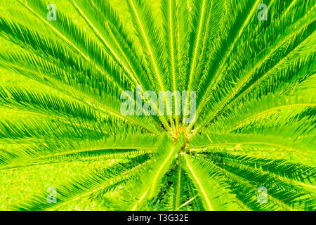 Kreative tropischen Palmen Blätter Anordnung beleuchtet mit Ufo grünes Licht. Sommer rave Night Party kreatives Konzept. Lebendige Farben Hintergrund. Design für Stockfoto