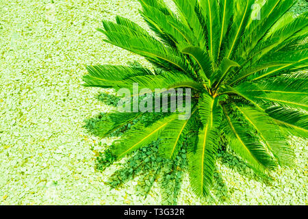 Kreative tropischen Palmen Blätter Anordnung beleuchtet mit Ufo grünes Licht. Sommer rave Night Party kreatives Konzept. Lebendige Farben Hintergrund. Design für Stockfoto