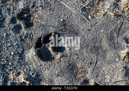 Ist ein Hund Pfotenabdruck in schlammigem Boden, Southwoods Park, West Des Moines, Iowa. Stockfoto