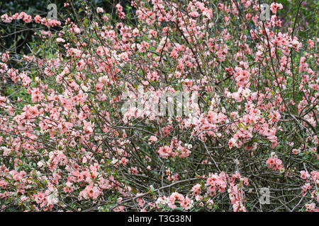 Chaenomeles speciosa Blumen 'Moerloosei'. Stockfoto