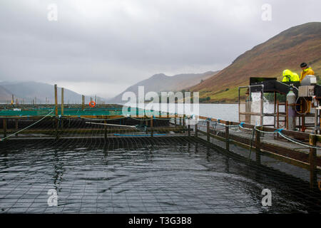 Arbeitnehmer Ernte Lachse aus Fischfarmen, Schottland, Großbritannien Stockfoto